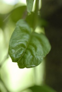 d200 first shots 046